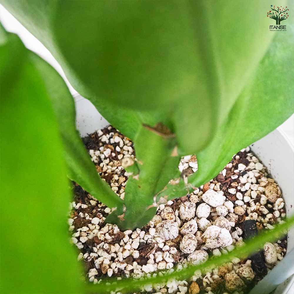 月下美人 月下美人 【多肉植物 6号鉢／1個売り】