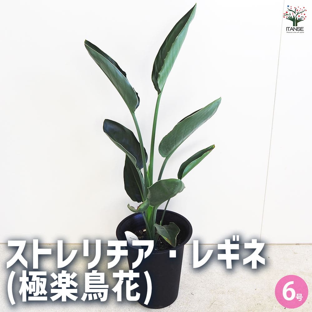 ストレリチア レギネ(極楽鳥花) 【観葉植物 6号】