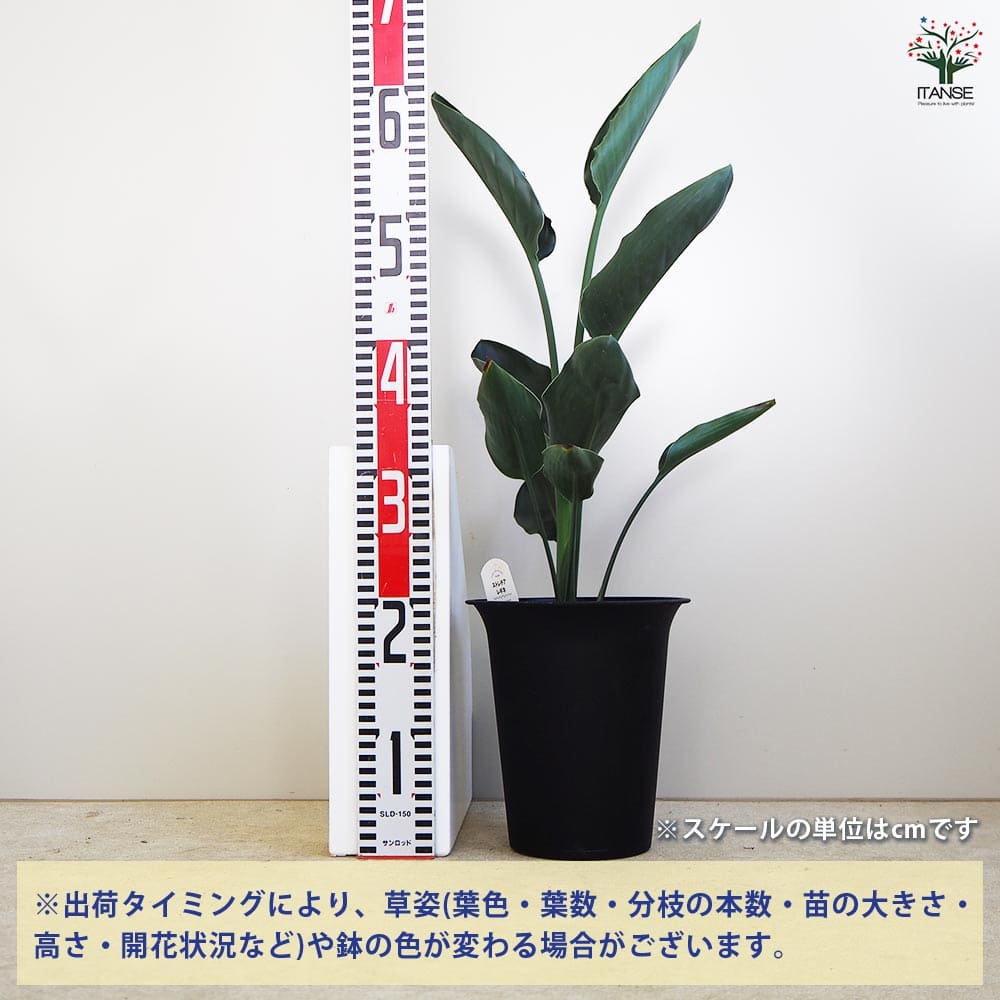 ストレリチア レギネ(極楽鳥花) 【観葉植物 6号】