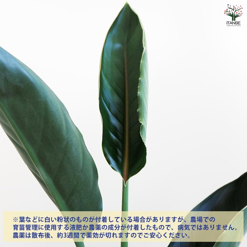 ストレリチア レギネ(極楽鳥花) 【観葉植物 6号】