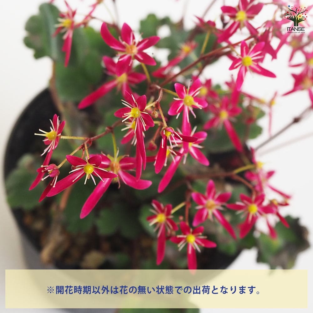 大文字草(ダイモンジソウ) 秋葉 【花苗 4.5号/1個売り 大文字草(ダイモンジソウ) 秋葉 【花苗 4.5号/1個売り