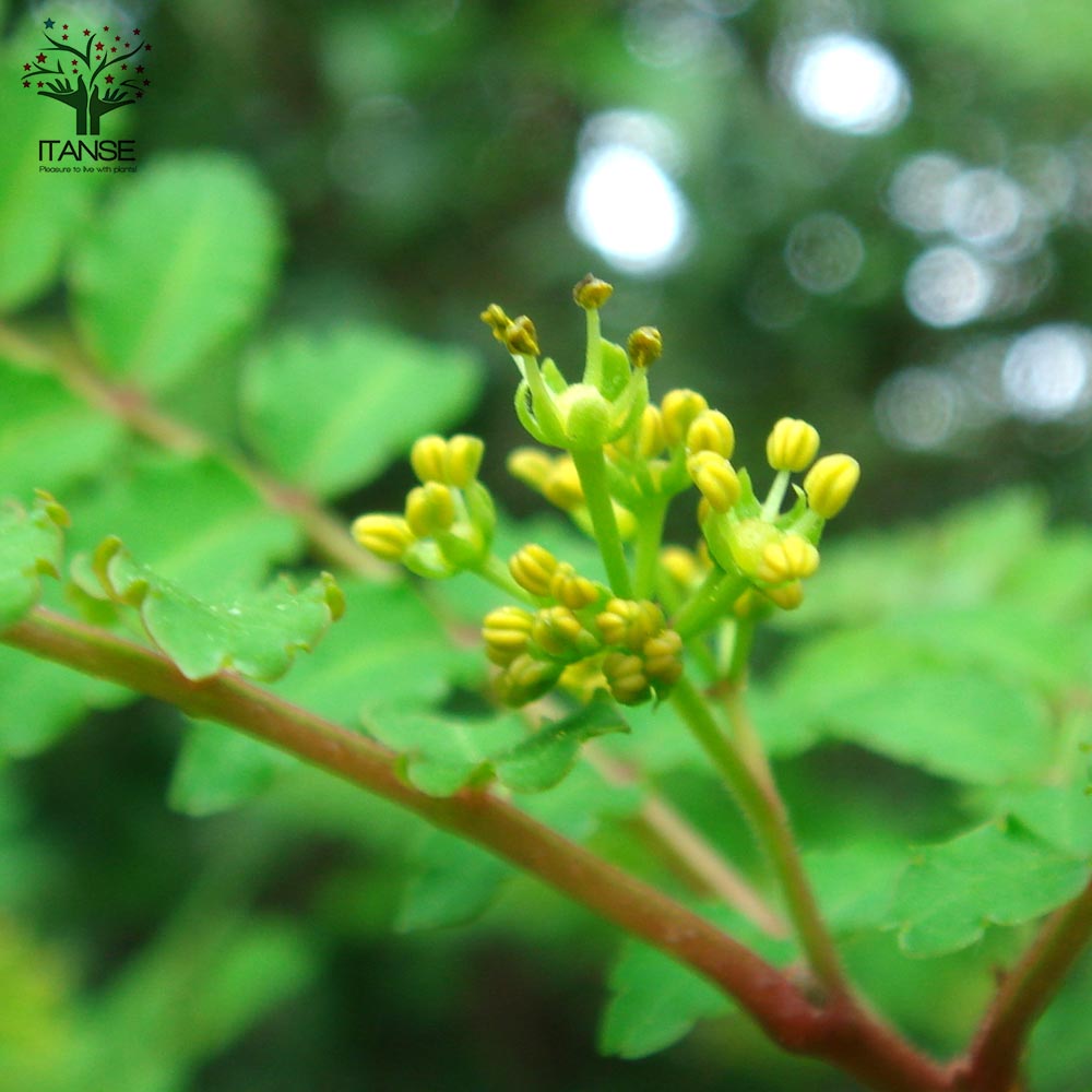 Itanse良品ｾﾚｸﾄ通販