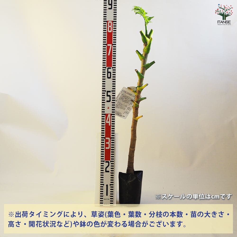 とげなしタラの木 【果樹の苗木 4.5号ポット/1個売り】