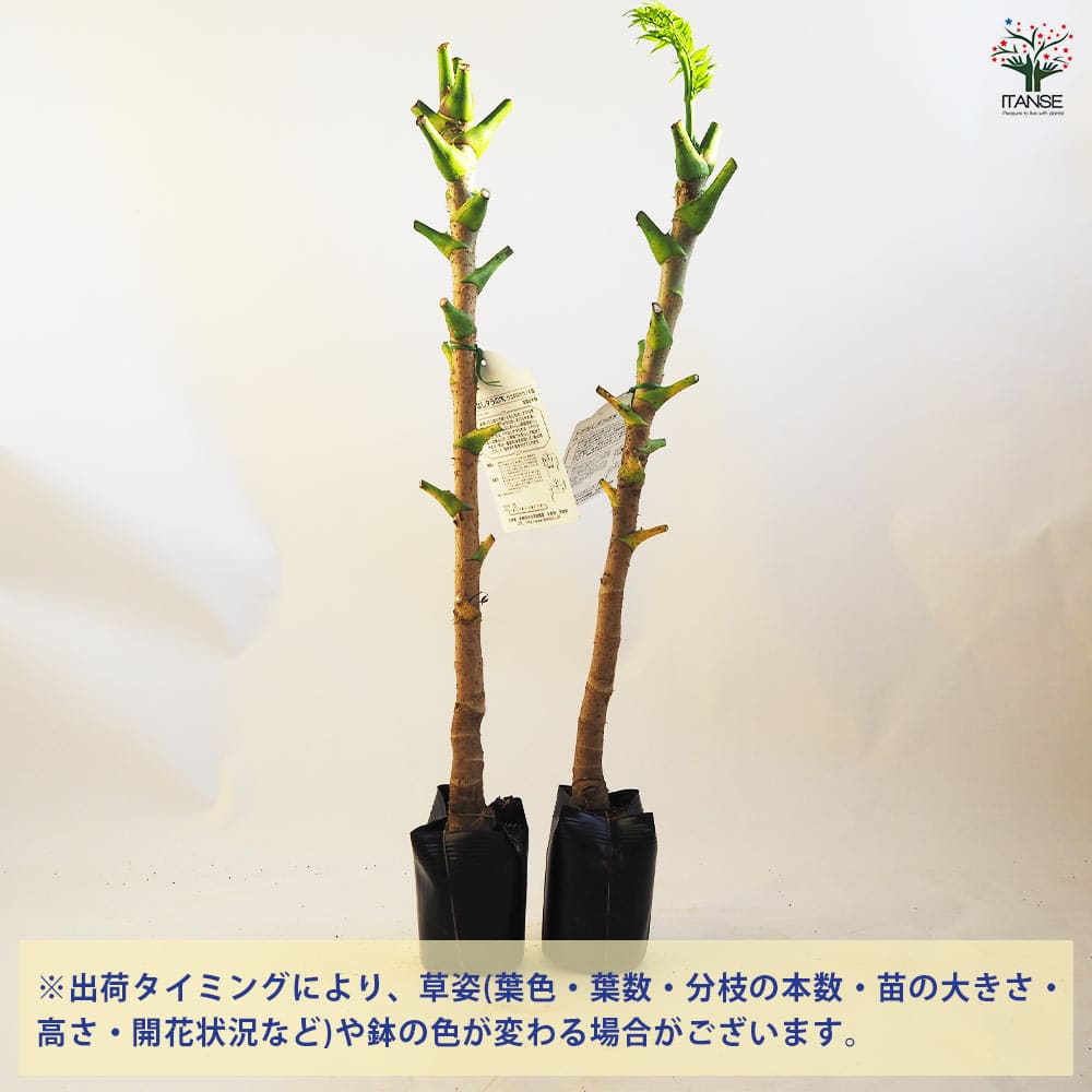 tohoku-kandoko_taranoki-03