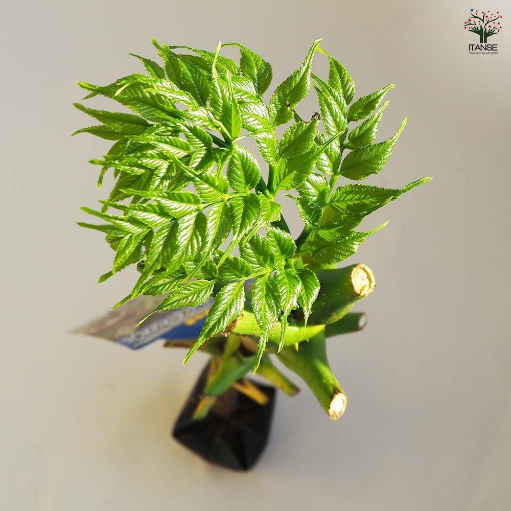 とげなしタラの木 【果樹の苗木 4.5号ポット/1個売り】