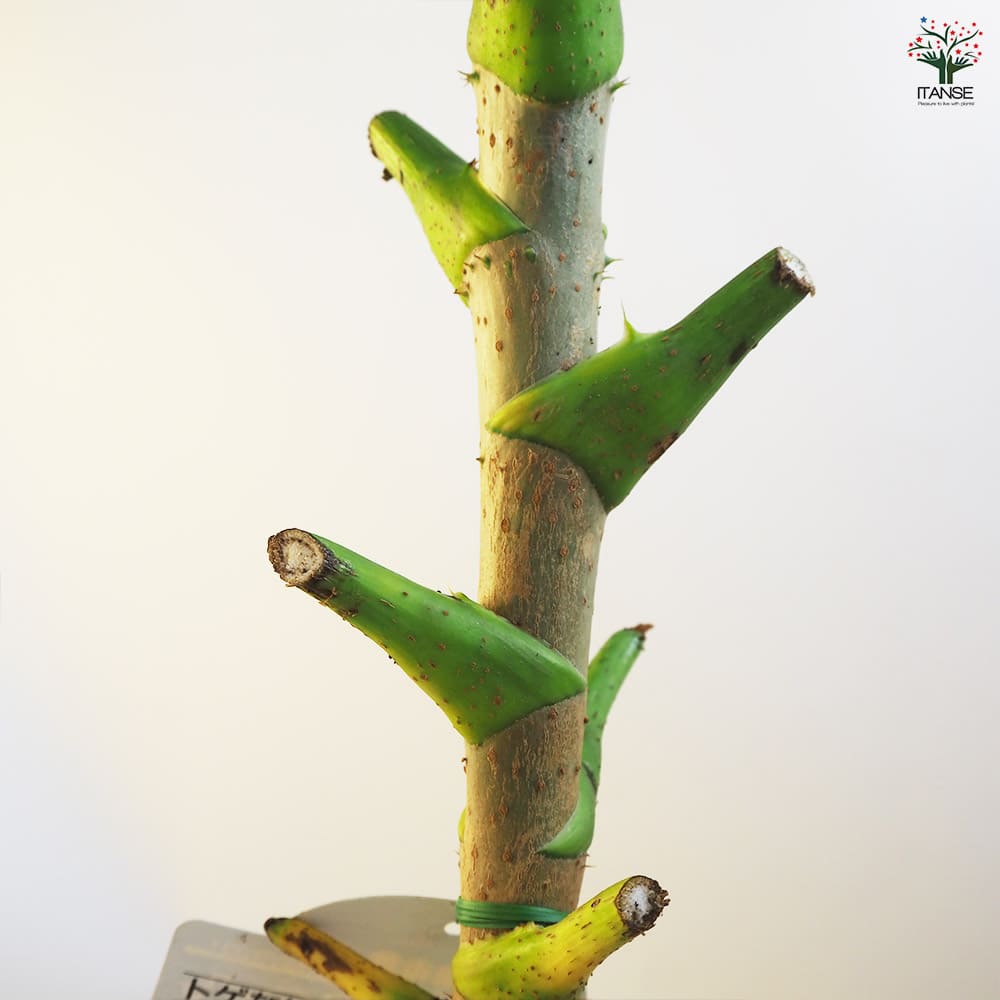 とげなしタラの木 【果樹の苗木 4.5号ポット/1個売り】