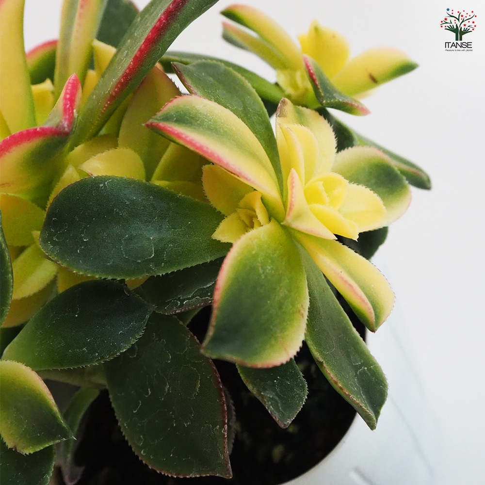 アエオニウム 夕映え 【多肉植物 3.5号ポット】｜ 【植物の