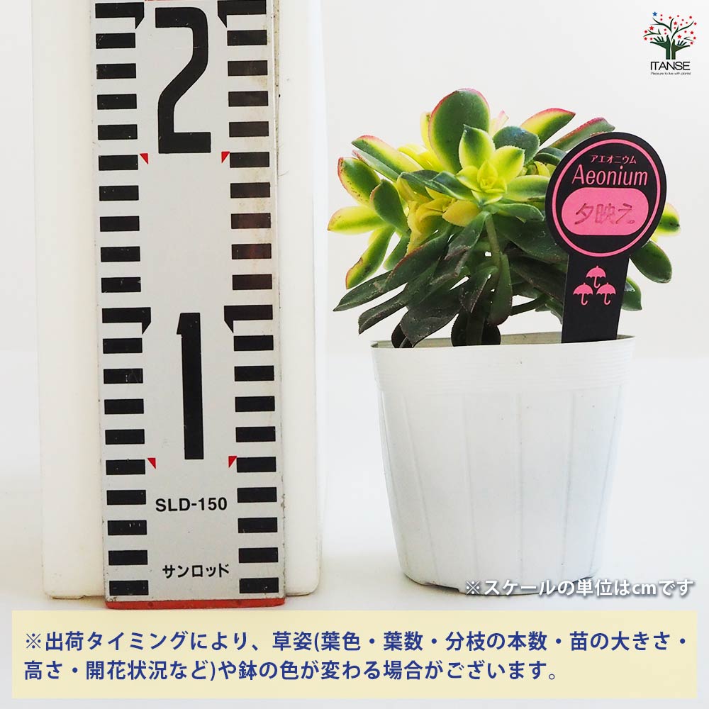 アエオニウム 夕映え 【多肉植物 3.5号ポット】｜ 【植物の
