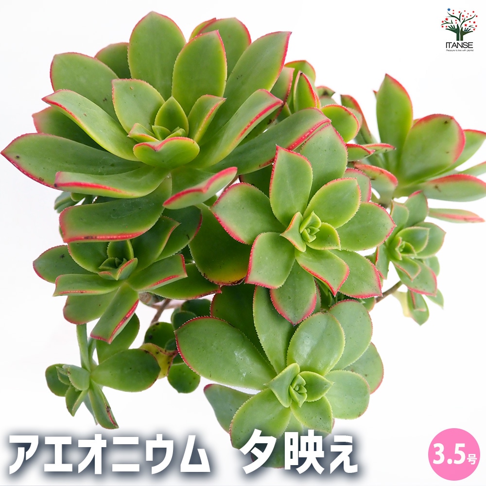 多肉植物 夕映え♡抜き苗(^○^) 多肉植物抜き苗ミックス | 京都 おむろ YUUKIESGARDEN(ゆうきい
