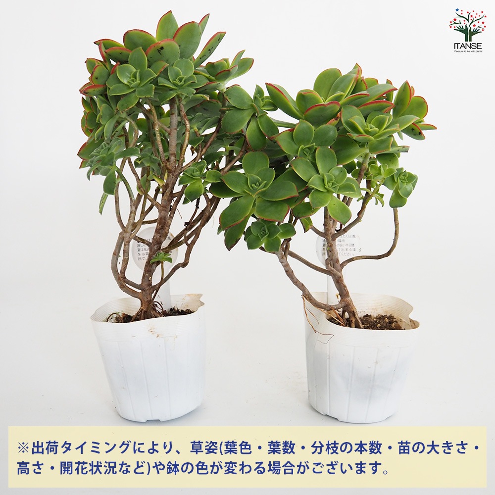 アエオニウム 夕映え 【多肉植物 3.5号ポット】｜ 【植物の