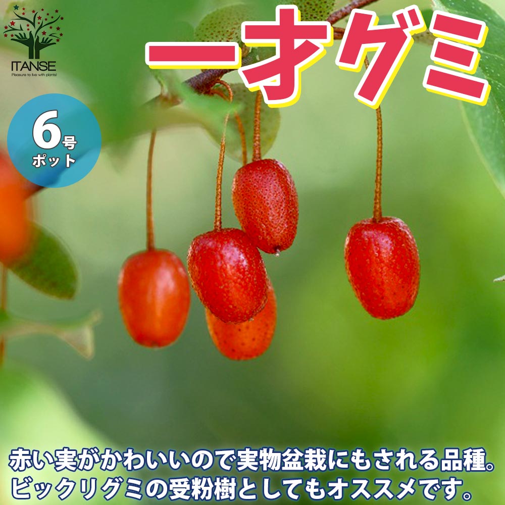 一才グミの苗木 イッサイグミ【果樹の苗木 6号鉢／1個売り】