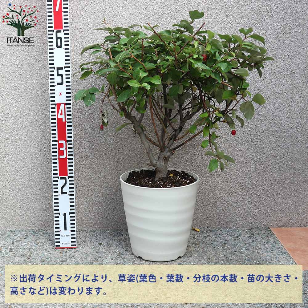 一才グミの苗木 イッサイグミ【果樹の苗木 6号鉢／1個売り】