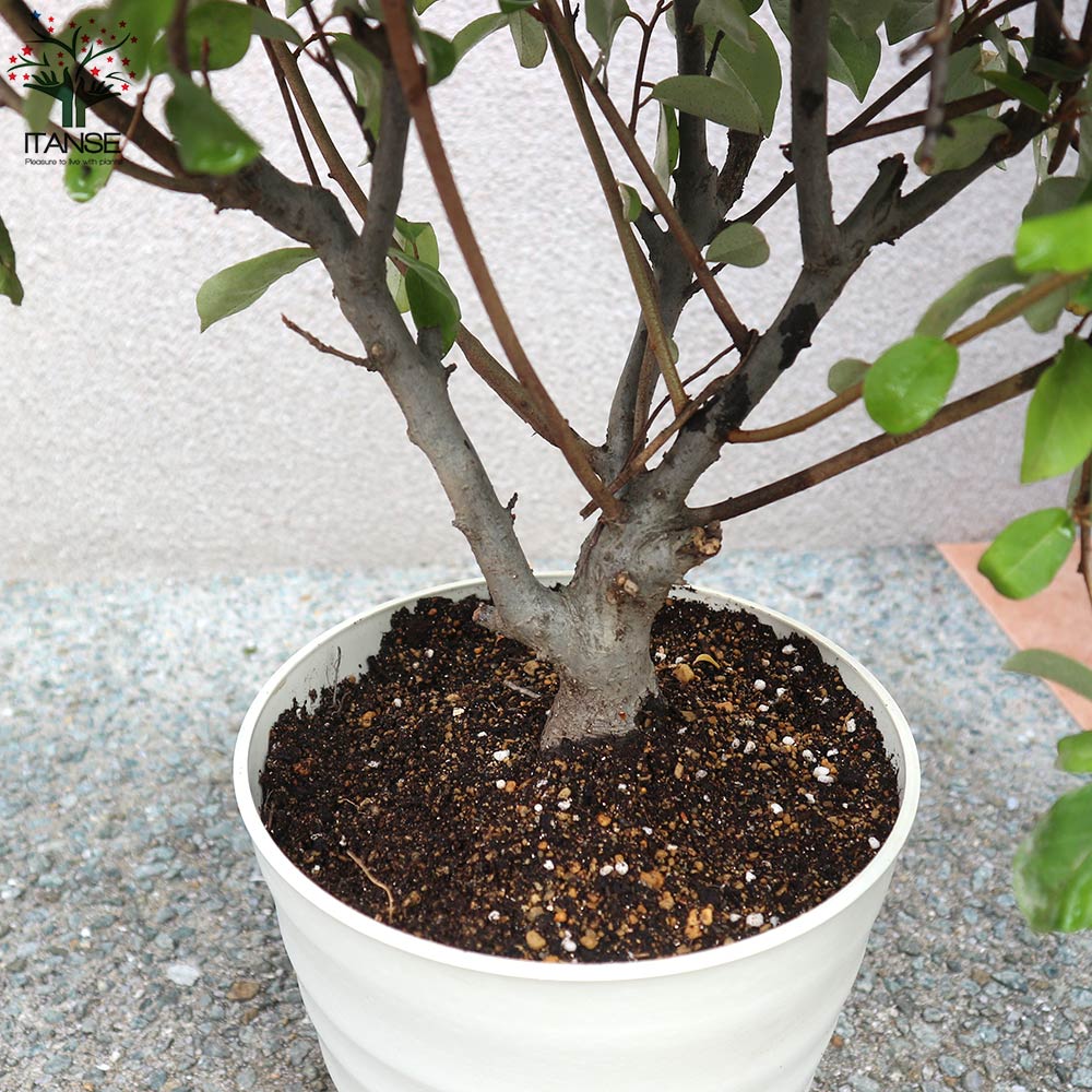 一才グミの苗木 イッサイグミ【果樹の苗木 6号鉢／1個売り】