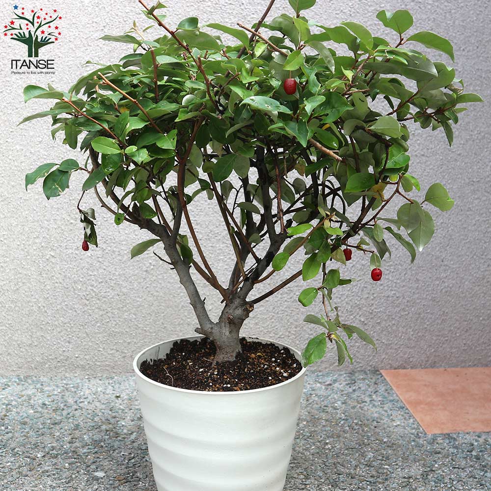 一才グミの苗木 イッサイグミ【果樹の苗木 6号鉢／1個売り】