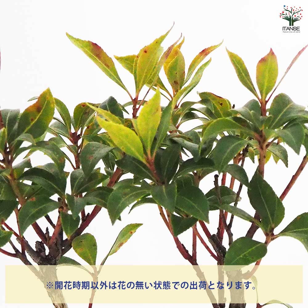 お盆特価！厳選アセビ。 馬酔木（アセビ）盆栽 SS001 | 盆栽創【Bonsaisou】