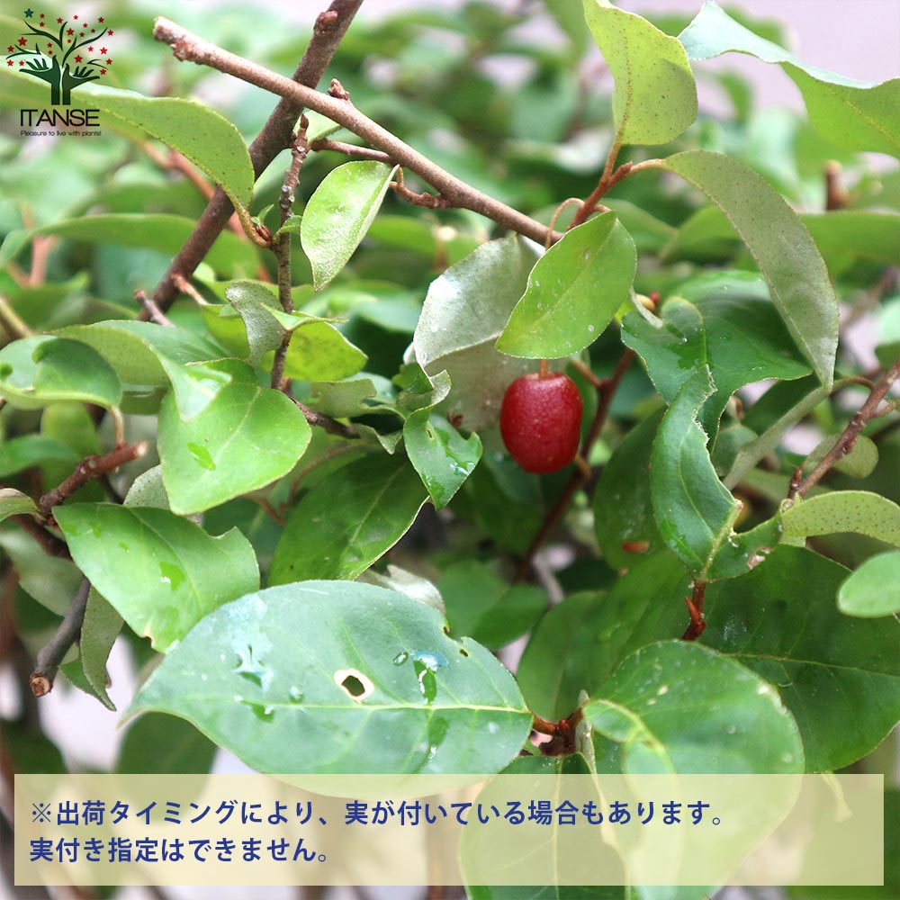 一才グミの苗木 イッサイグミ【果樹の苗木 6号鉢／1個売り】