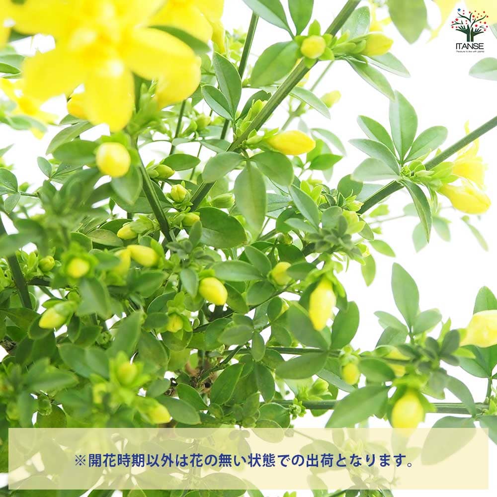 ウンナンオウバイ(雲南黄梅) 【花木苗 4号】｜ 【植物のITANSE