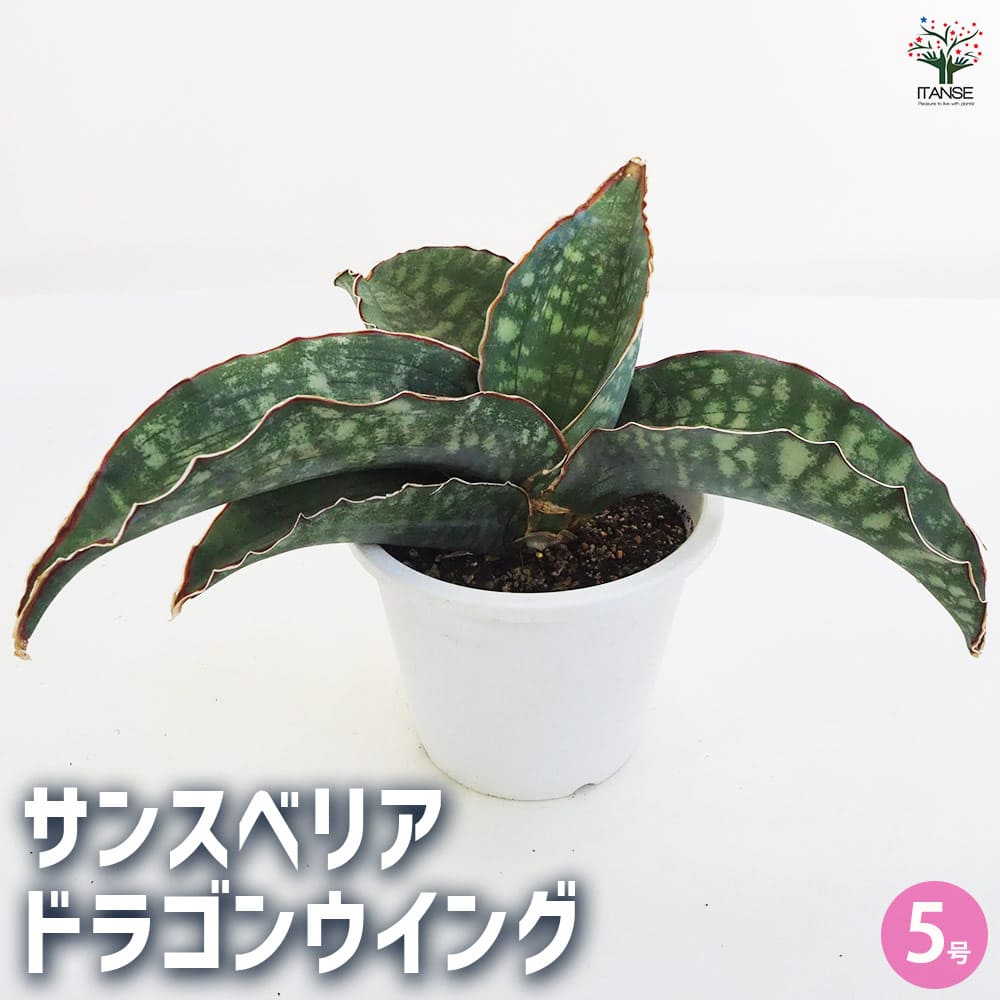 サンスベリア　ドラゴンウィング　斑入り サンスベリア ドラゴンウイング 【観葉植物 5号鉢／1個売り