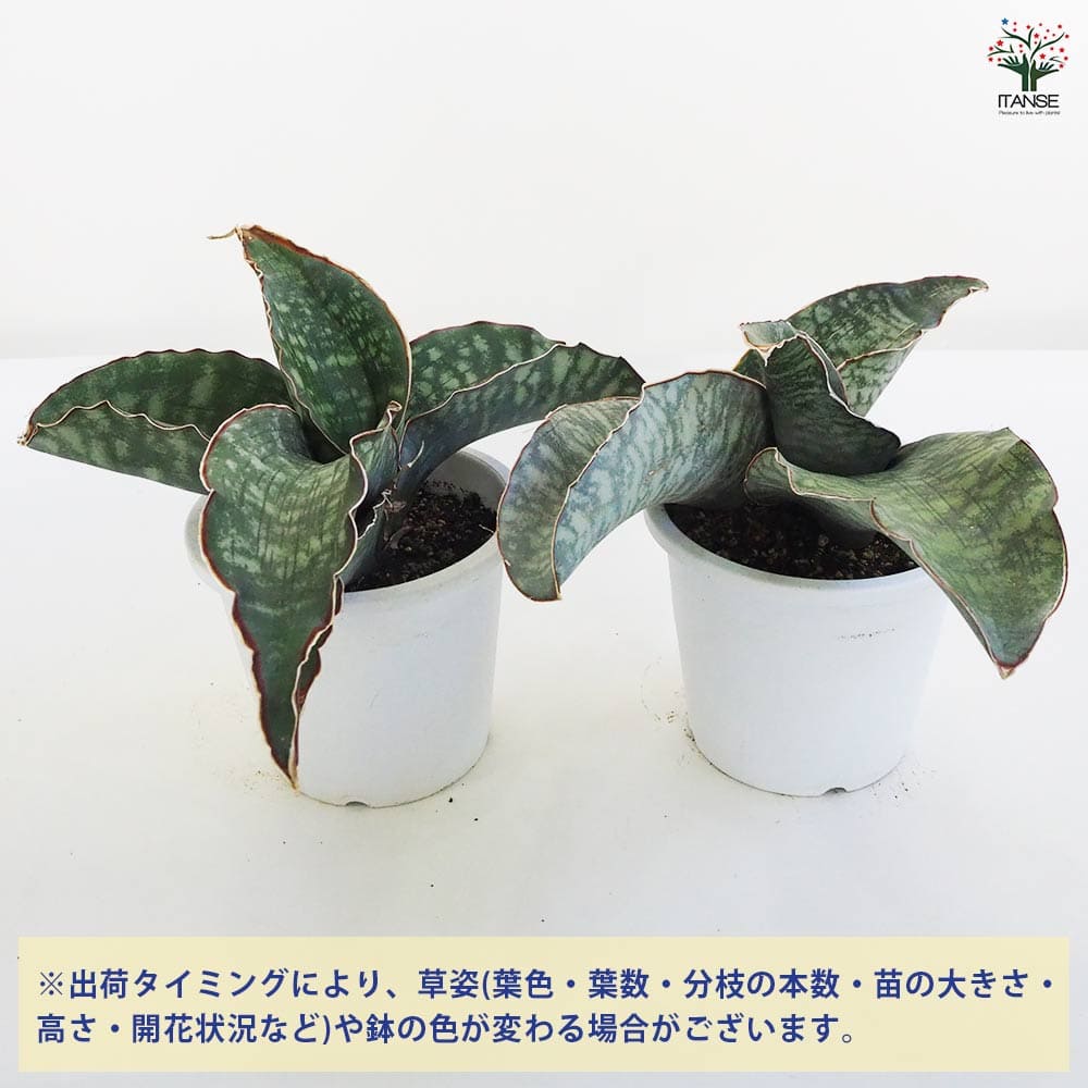 サンスベリア ドラゴンウイング 【観葉植物 5号鉢／1個売り