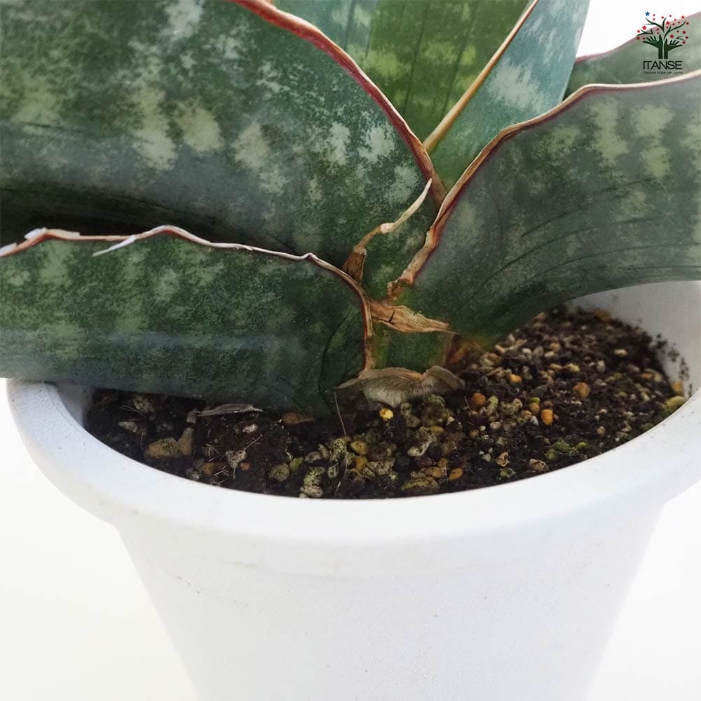 サンスベリア ドラゴンウイング 【観葉植物 5号鉢／1個売り】｜ 【植物