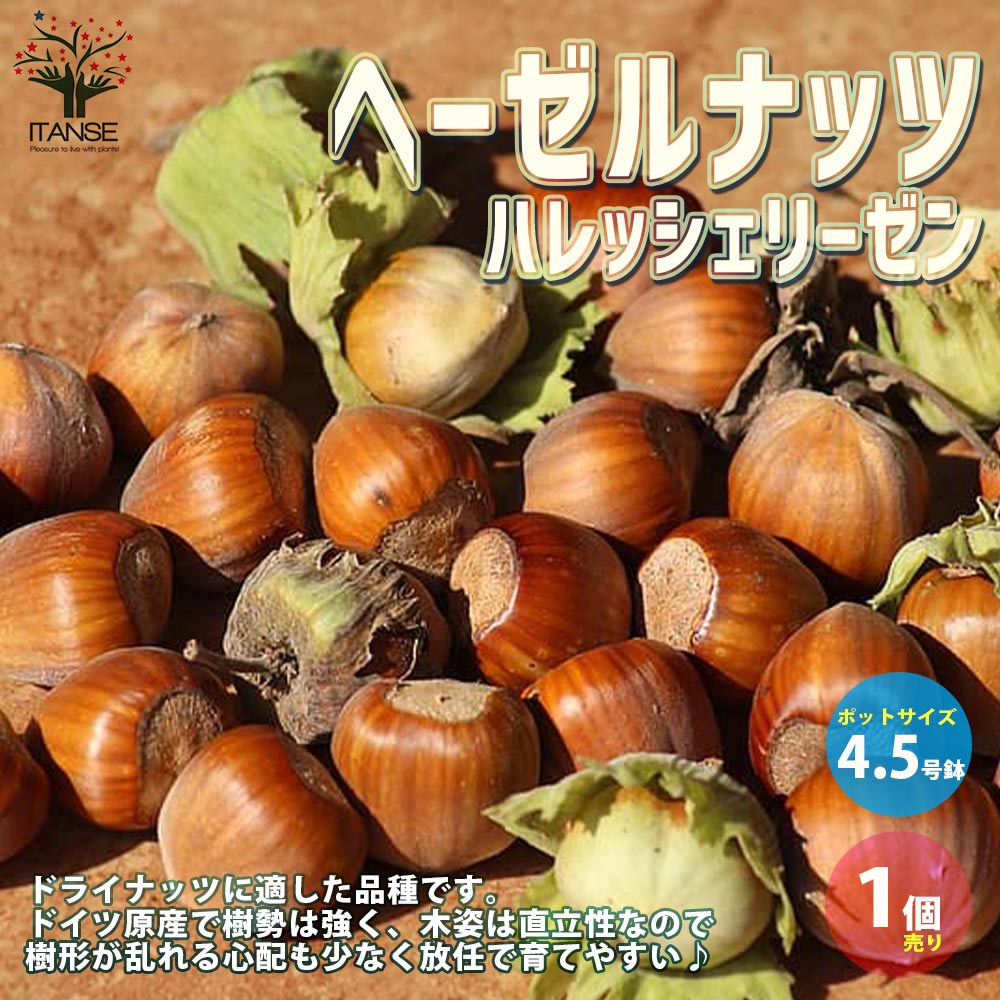 ヘーゼルナッツの苗木 ハレシェリーゼン【果樹の苗木 13.5cmポット 2年生 挿し木苗／1個売り】
