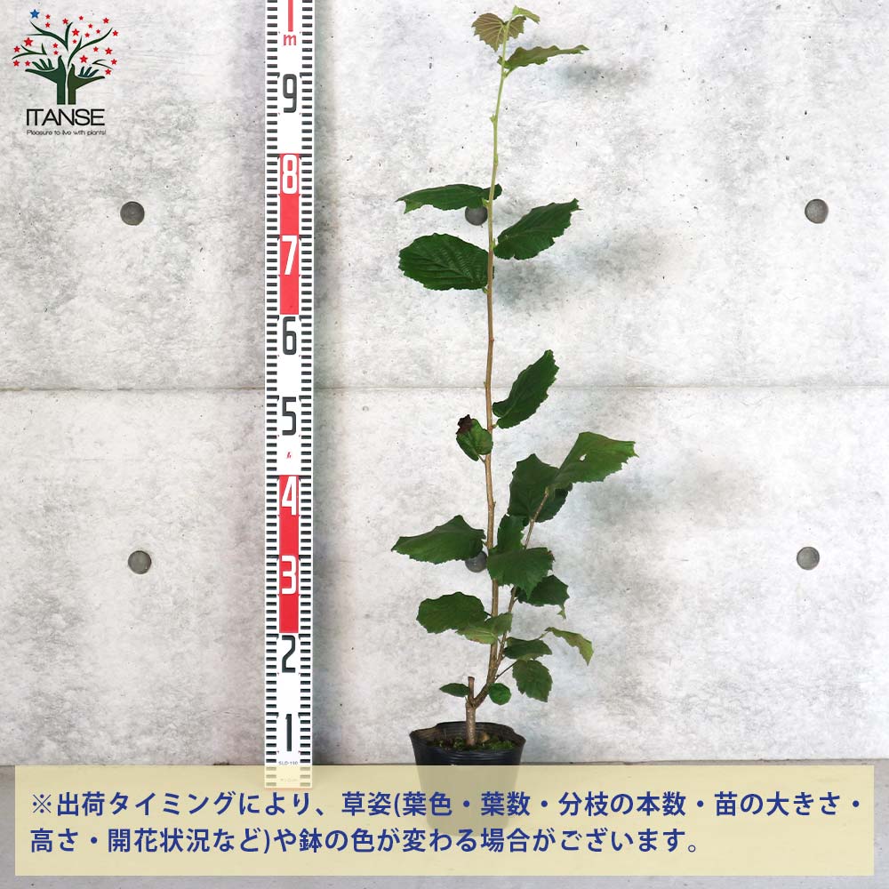ヘーゼルナッツの苗木 ハレシェリーゼン【果樹の苗木 13.5cmポット 2年生 挿し木苗／1個売り】