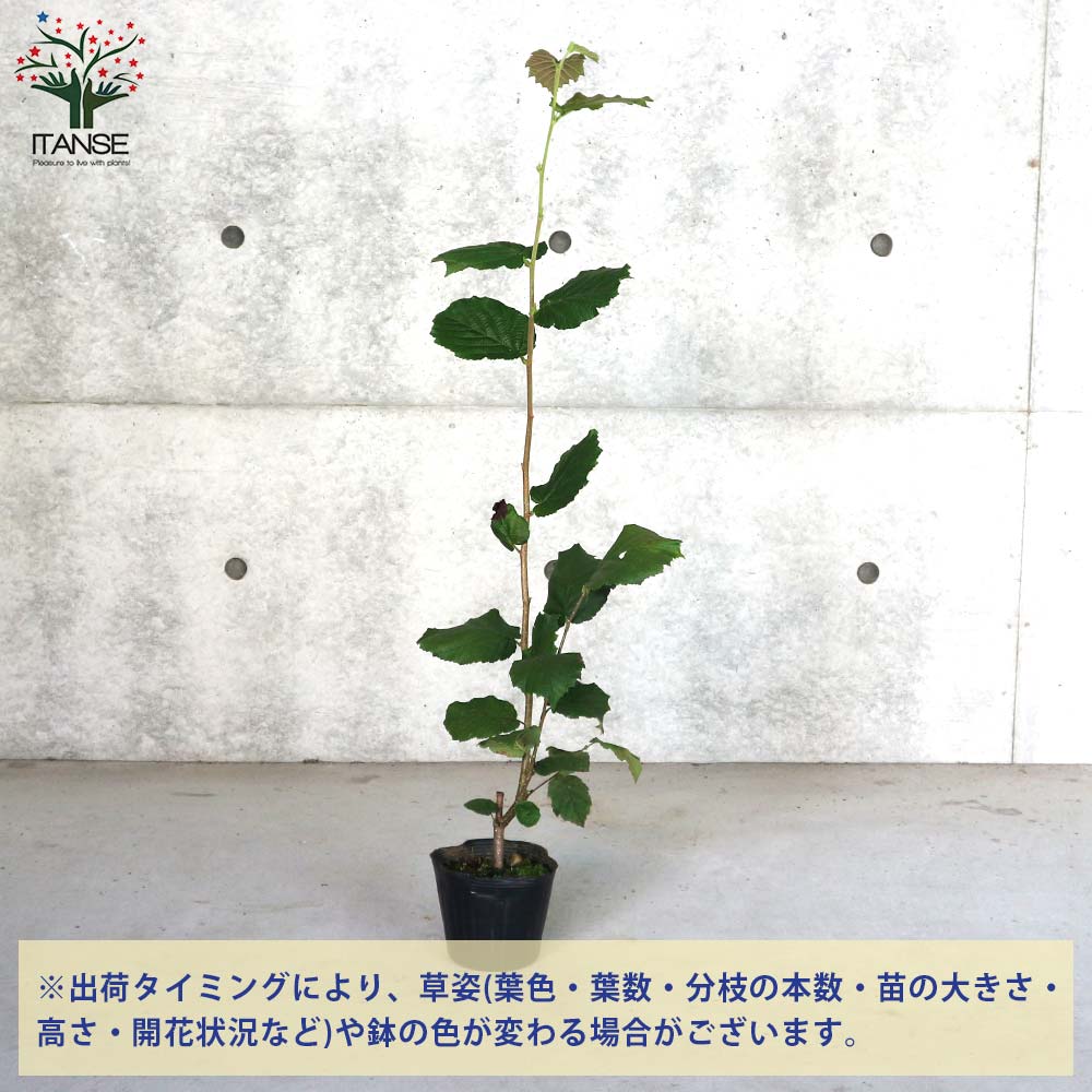 ヘーゼルナッツの苗木 ハレシェリーゼン【果樹の苗木 13.5cmポット 2年生 挿し木苗／1個売り】