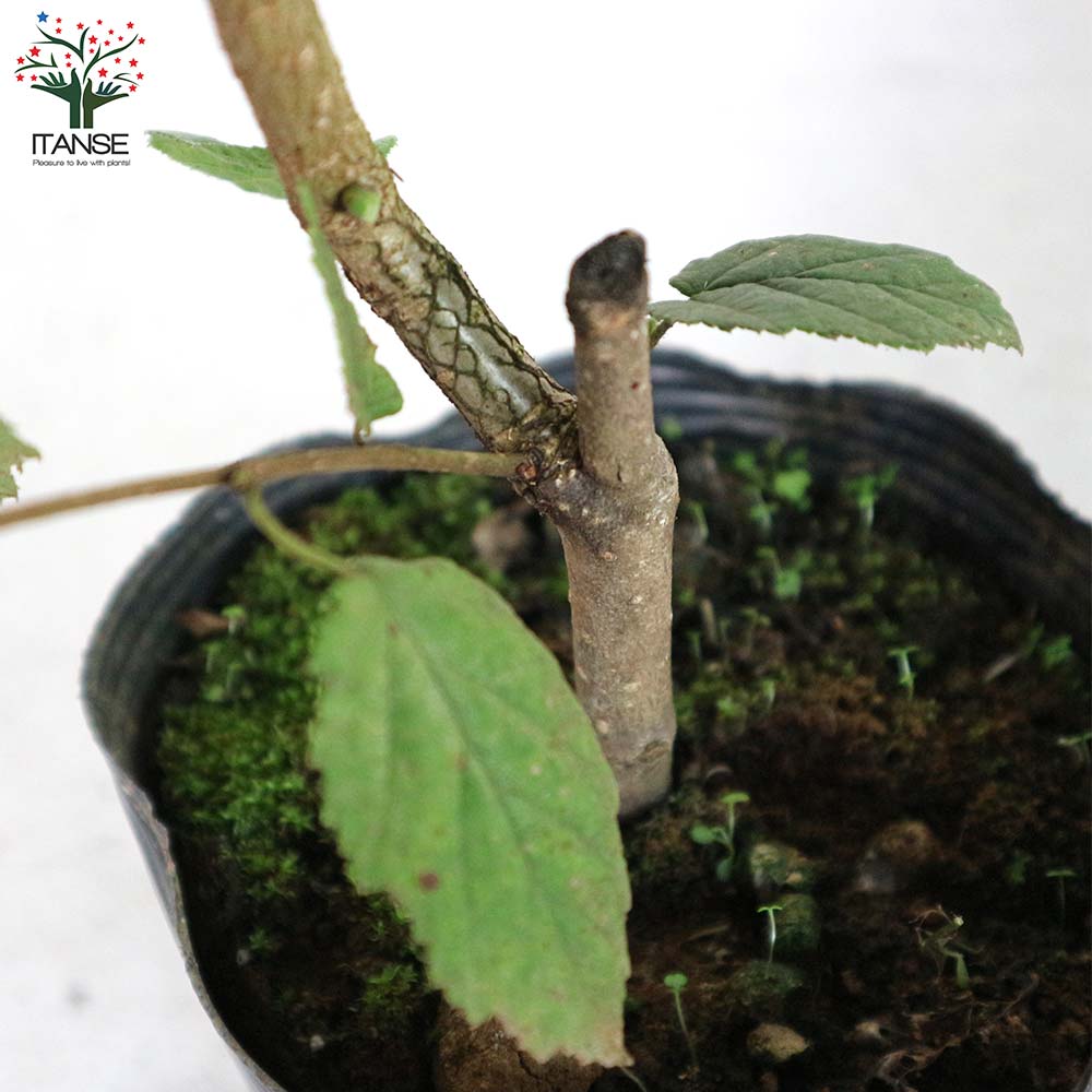 ヘーゼルナッツの苗木 ハレシェリーゼン【果樹の苗木 13.5cmポット 2年生 挿し木苗／1個売り】