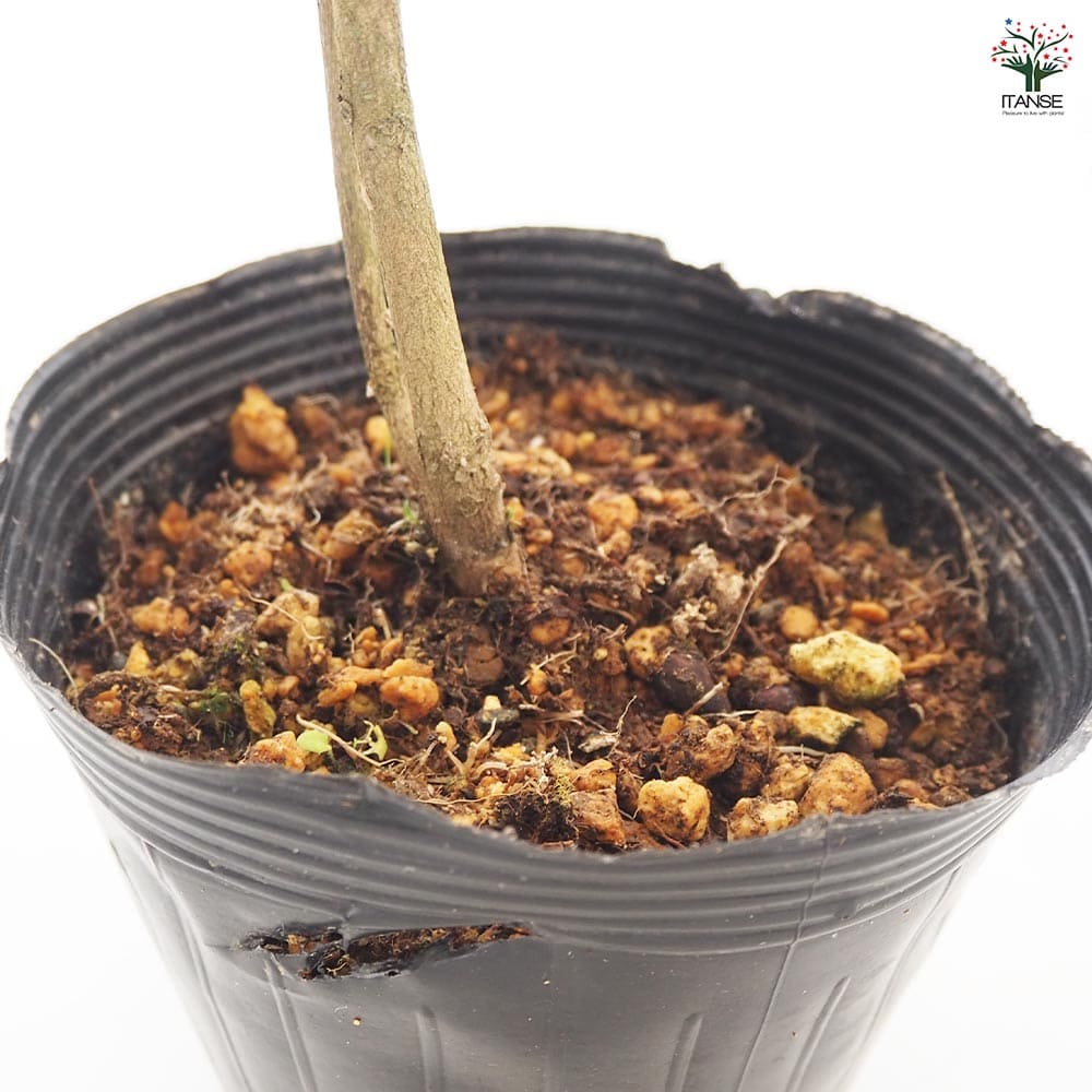 椿(ツバキ)の苗木 伊予侘芯 【花木苗 3.5号／1個売り】｜ 【植物の