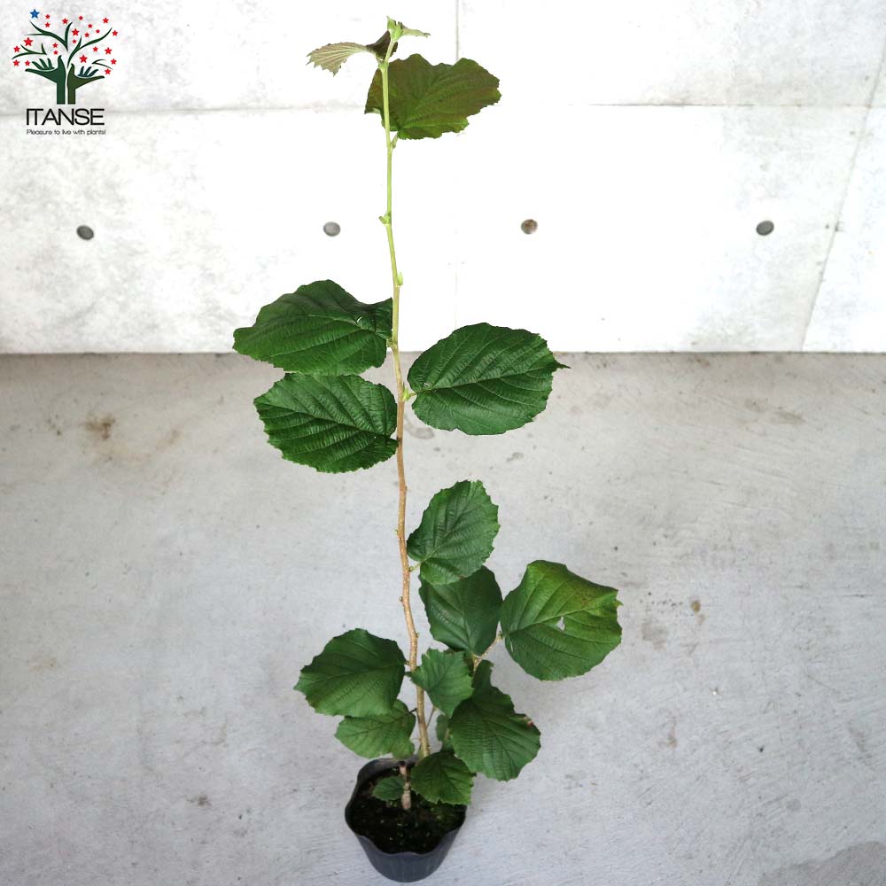 ヘーゼルナッツの苗木 ハレシェリーゼン【果樹の苗木 13.5cmポット 2年生 挿し木苗／1個売り】