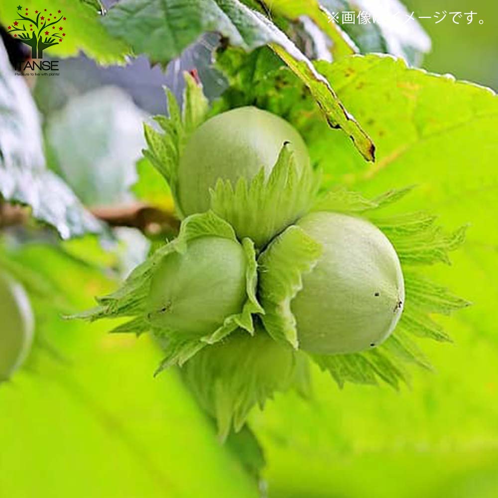 ヘーゼルナッツの苗木 ハレシェリーゼン【果樹の苗木 13.5cmポット 2年生 挿し木苗／1個売り】