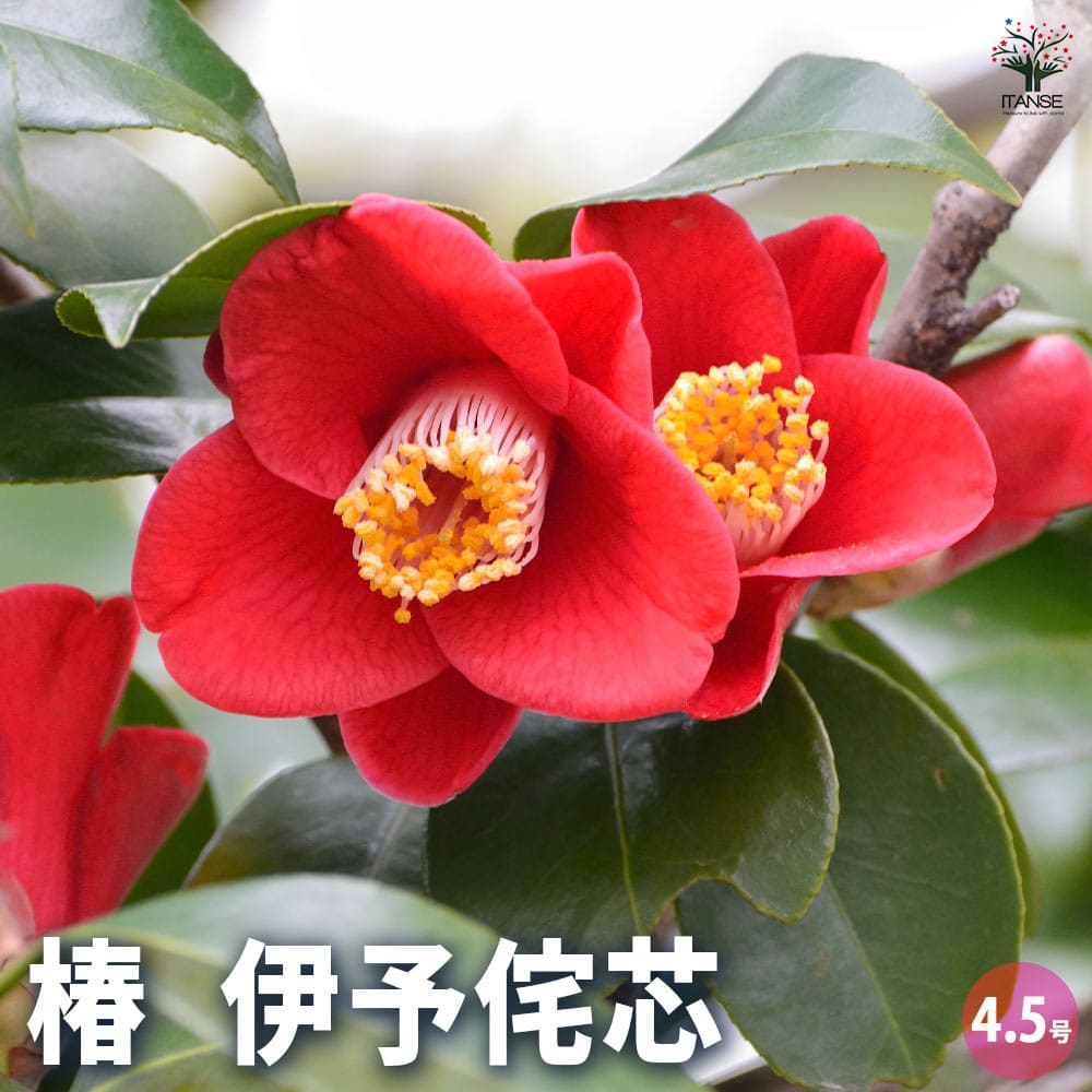 椿(ツバキ)の苗木 伊予侘芯 【花木苗 3.5号／1個売り】｜ 【植物の