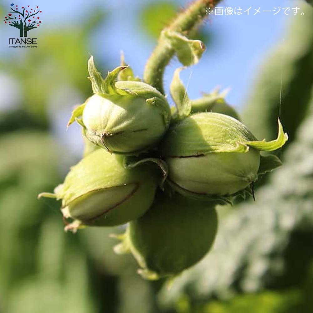 ヘーゼルナッツの苗木 ハレシェリーゼン【果樹の苗木 13.5cmポット 2年生 挿し木苗／1個売り】