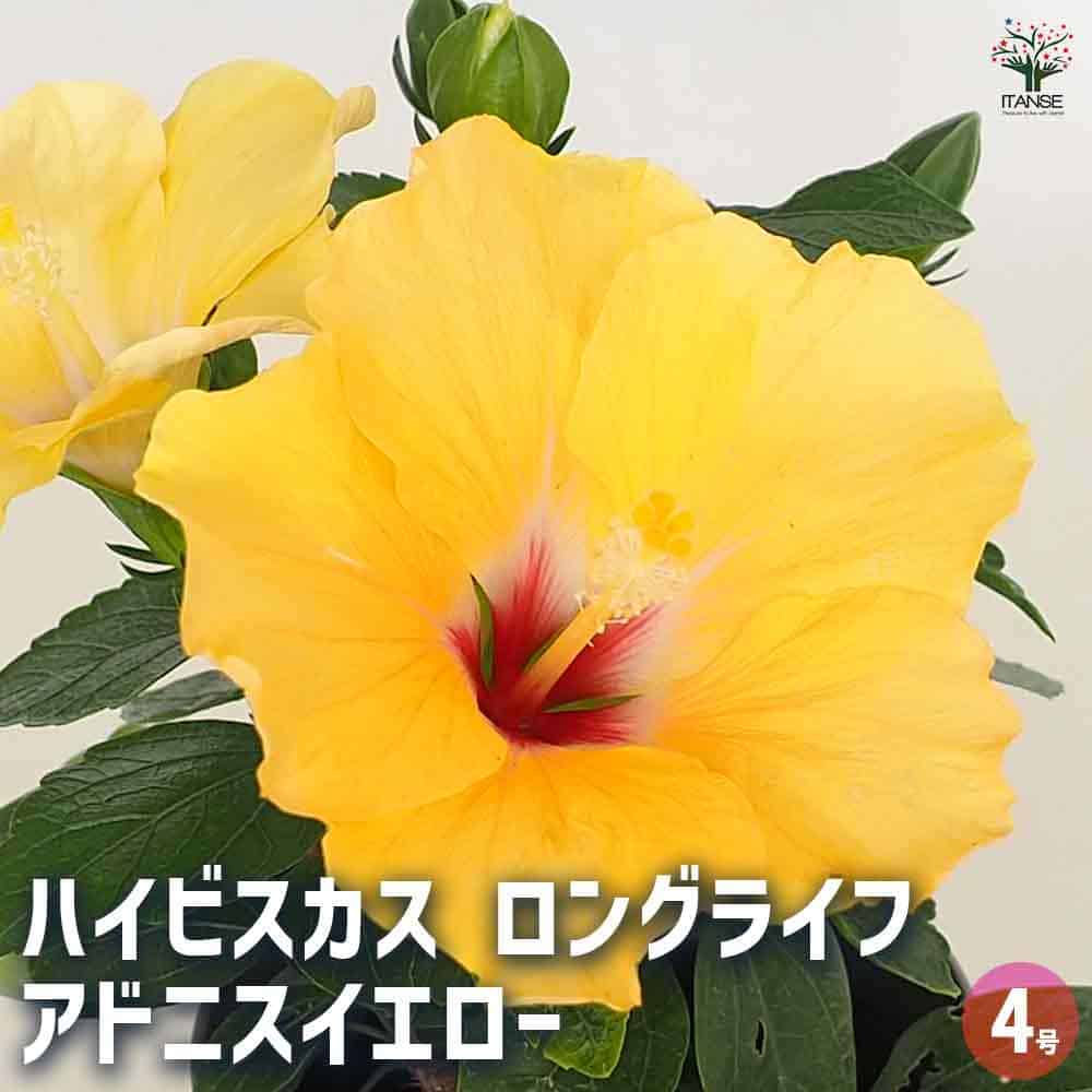 ハイビスカス大苗　希少　レッド　イエロー ハイビスカス大苗 希少 レッド イエロー 園芸ネット本店｜[送料無料