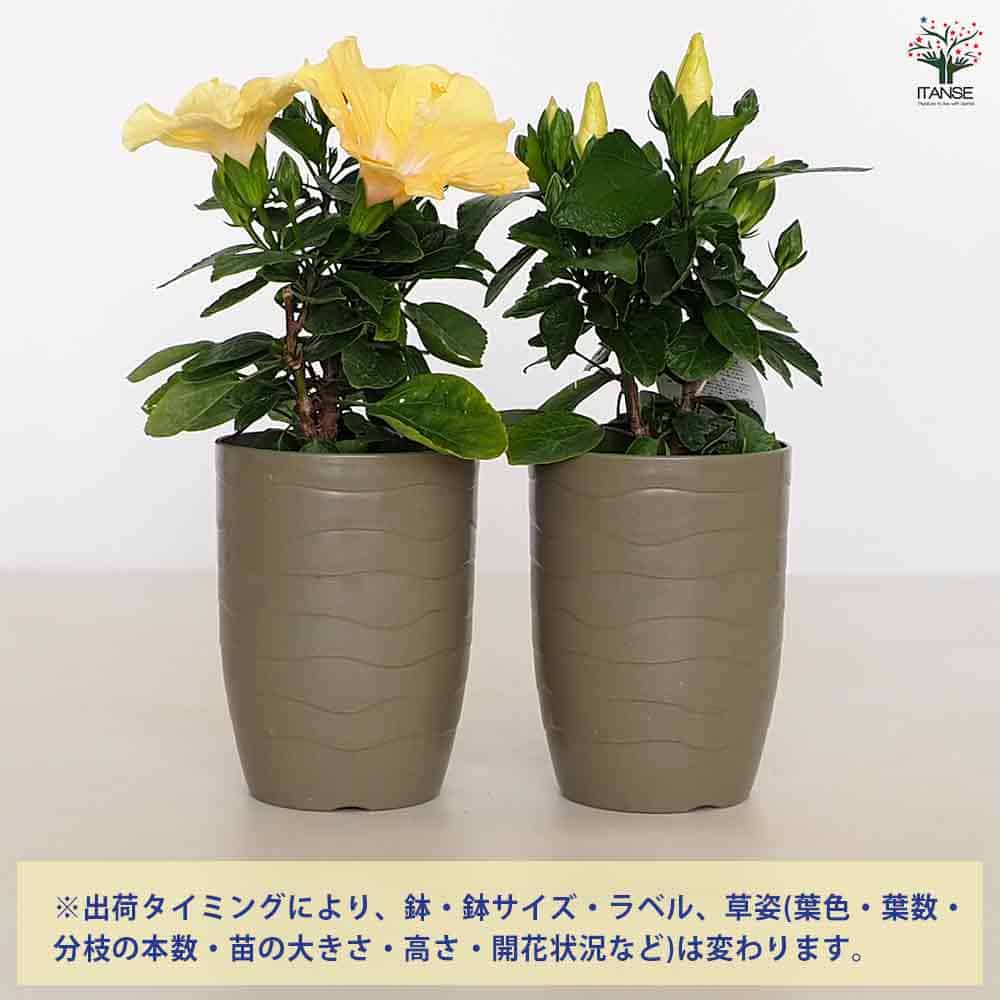 ハイビスカス　苗　大輪　黄色　イエロー　花木　1苗　限定品　観葉植物 Amazon.co.jp: ITANSE ハイビスカス イエロー 4号 1個売り