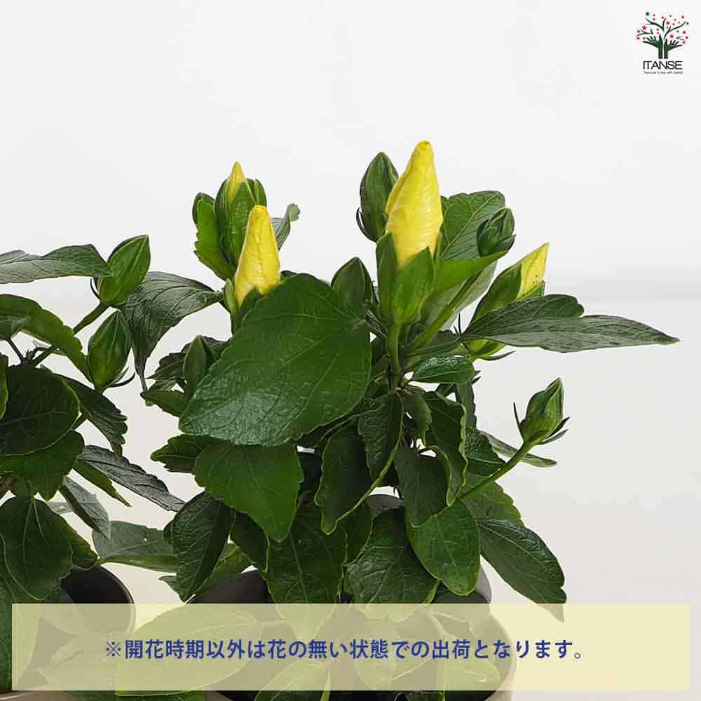 ハイビスカス　苗　大輪　黄色　イエロー　花木　1苗　限定品　観葉植物 ハイビスカス 苗 大輪 黄色 イエロー 花木 1苗 限定品 観葉植物