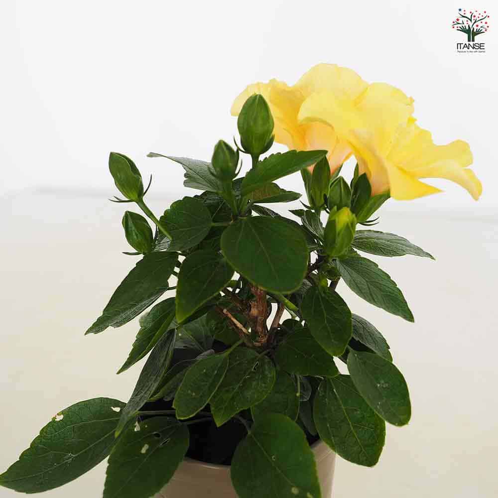 ハイビスカス　苗　大輪　黄色　イエロー　花木　1苗　限定品　観葉植物 Amazon.co.jp: ITANSE ハイビスカス イエロー 4号 1個売り