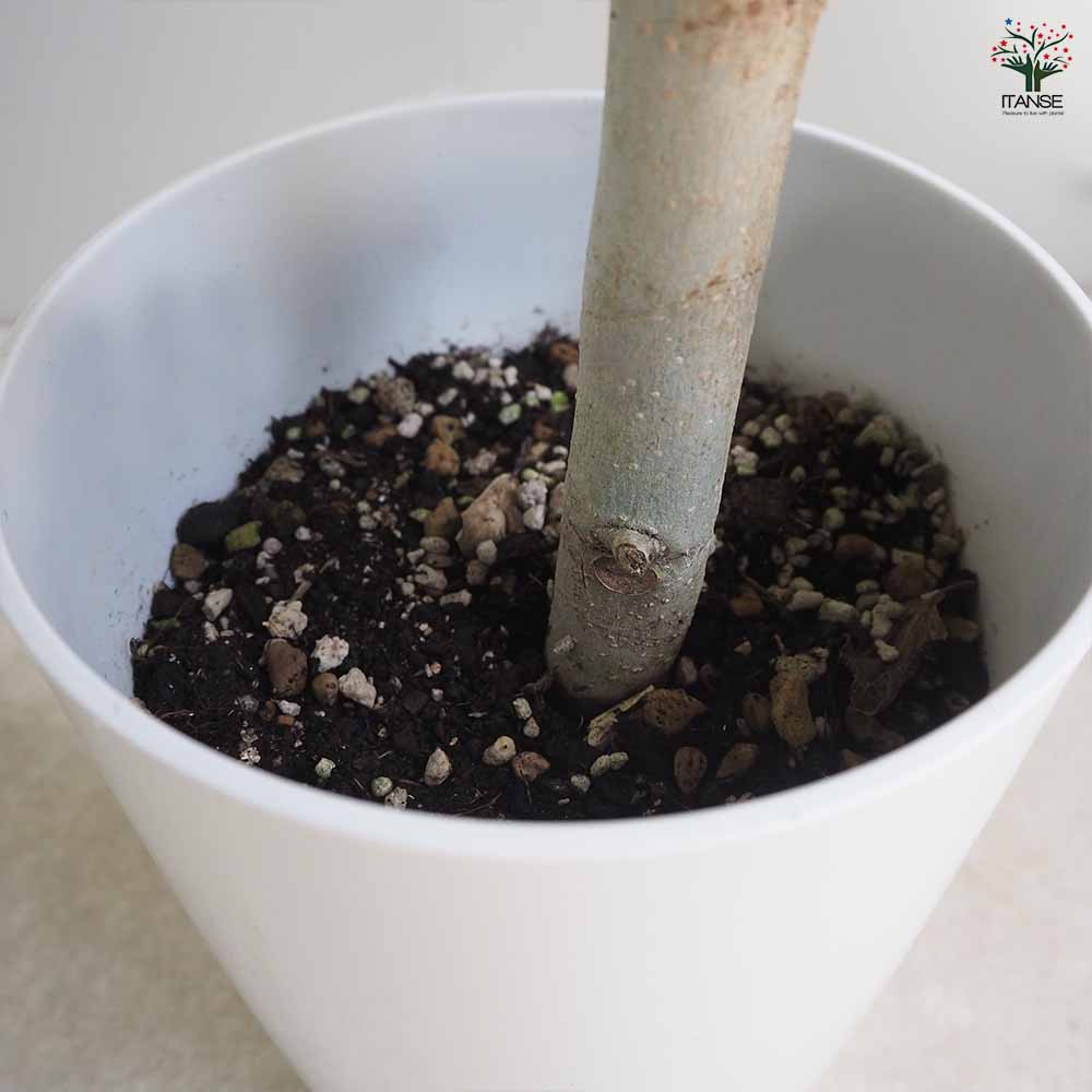 フィカス ベンガレンシス 【観葉植物 リビングやオフィス向きサイズ 7