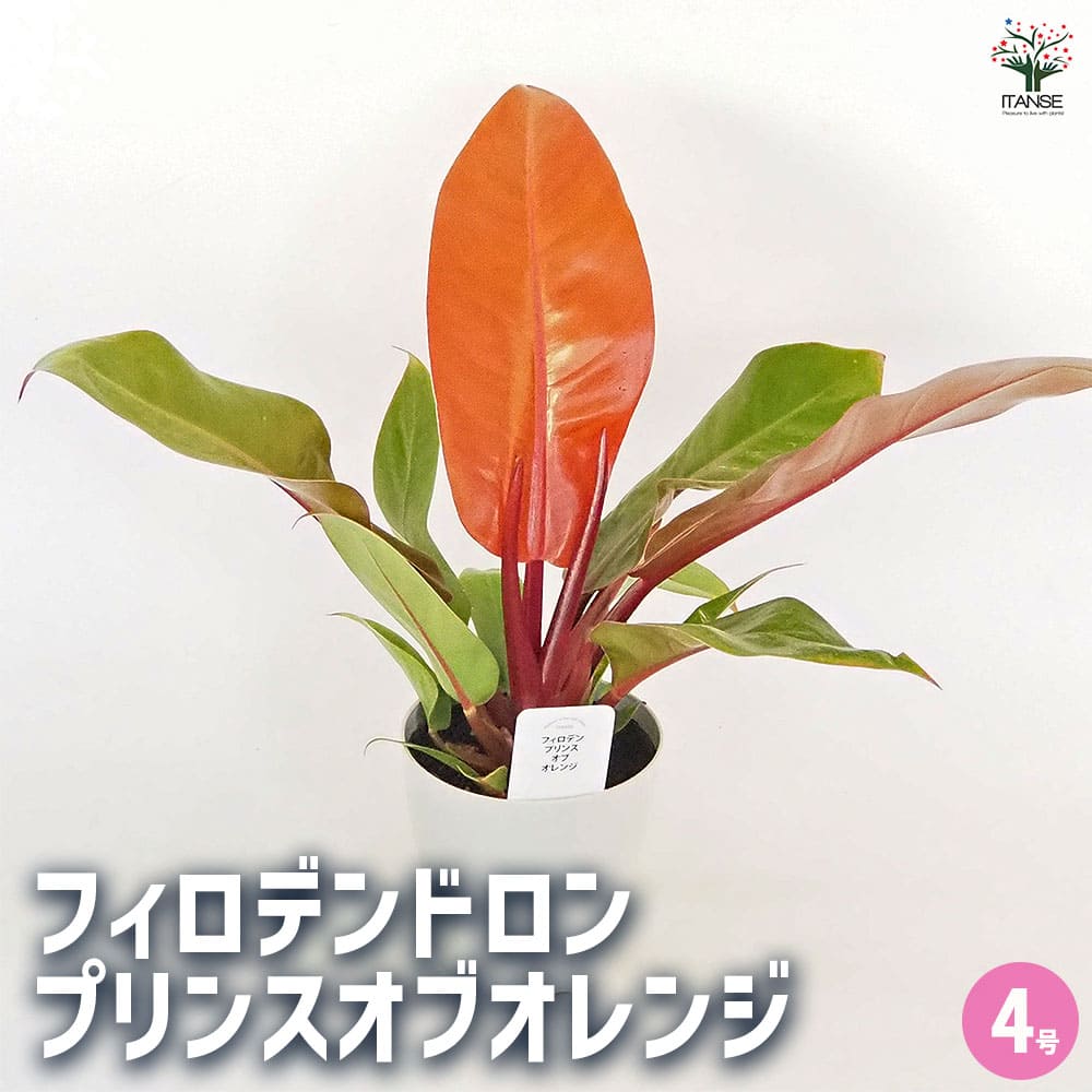 フィロデンドロン プリンスオブオレンジ 【観葉植物 4号】｜ 【植物の