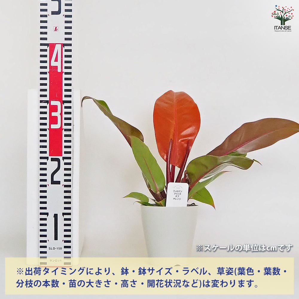 フィロデンドロン プリンスオブオレンジ 【観葉植物 4号】