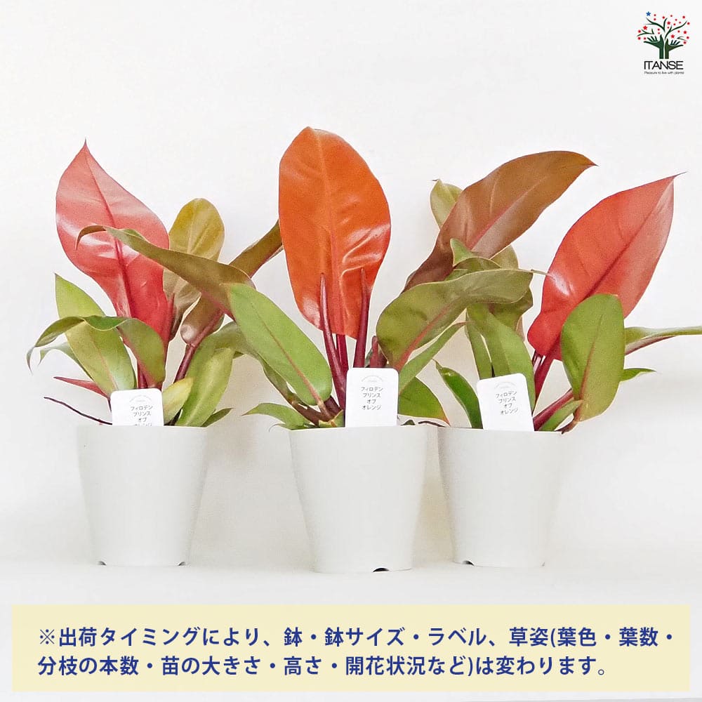 フィロデンドロン プリンスオブオレンジ 【観葉植物 4号】｜ 【植物の