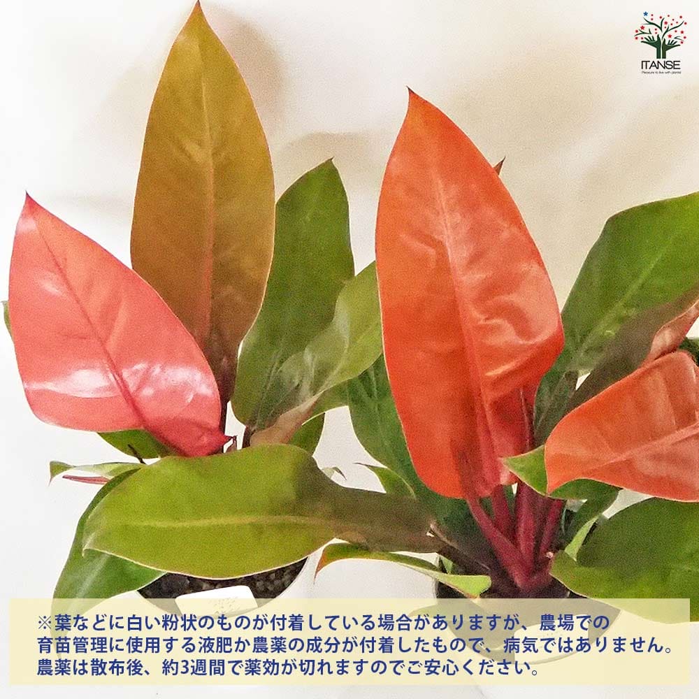 フィロデンドロン プリンスオブオレンジ 【観葉植物 4号】