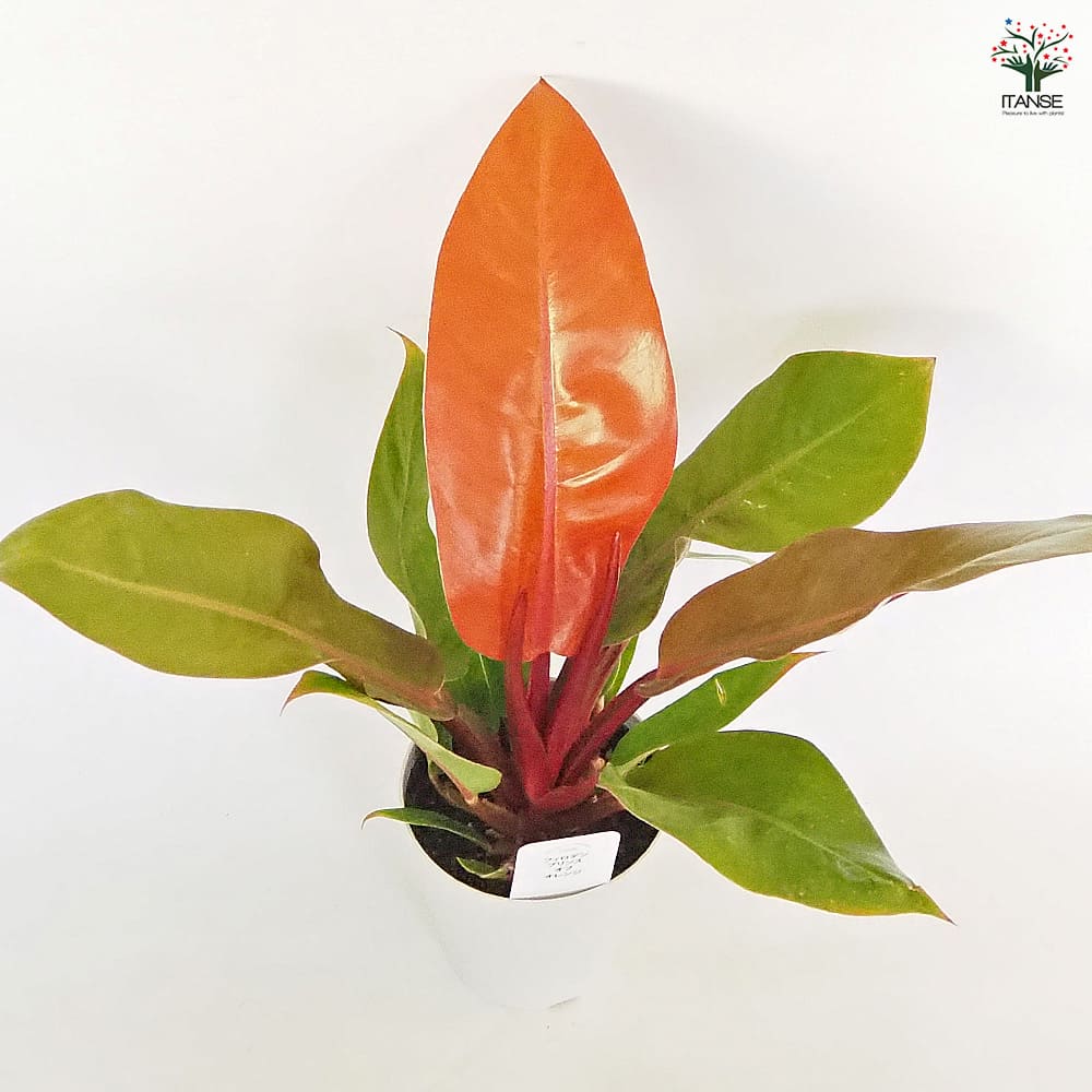 フィロデンドロン プリンスオブオレンジ 【観葉植物 4号】｜ 【植物の