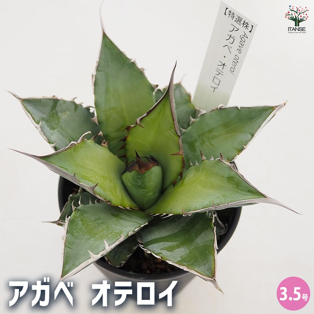 26 アガベ　オテロイ アガベ オテロイ 【多肉植物 3.5号／1個売り】｜ 【植物の