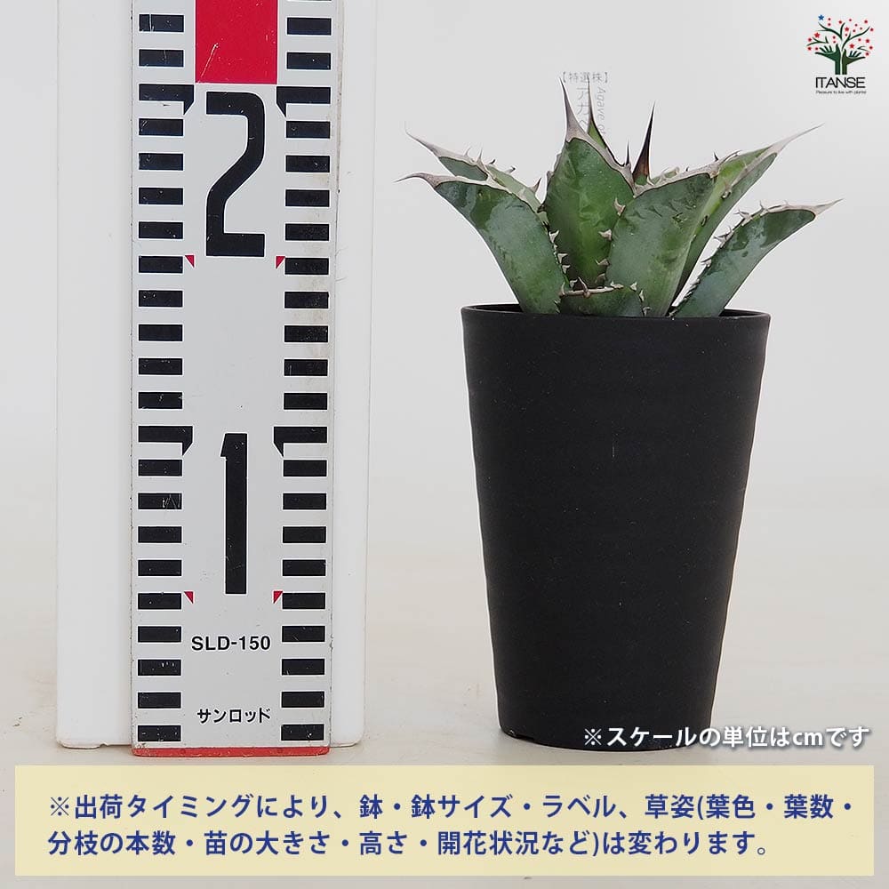 アガベ オテロイ 【多肉植物 3.5号／1個売り】
