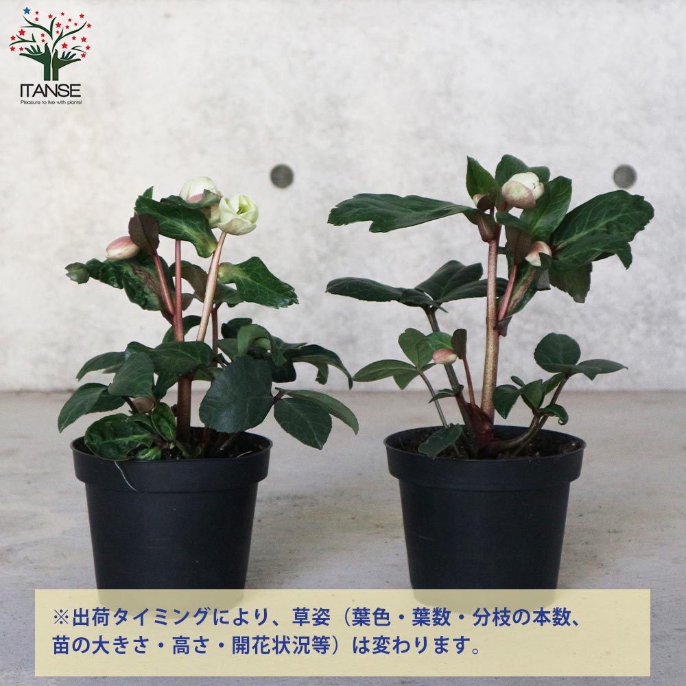 クリスマスローズ マーロン【花苗 4.5号／1個売り】｜ 【植物の