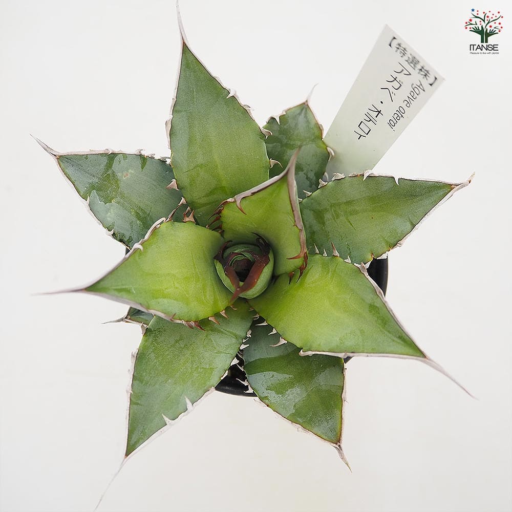 アガベ オテロイ 【多肉植物 3.5号／1個売り】｜ 【植物の
