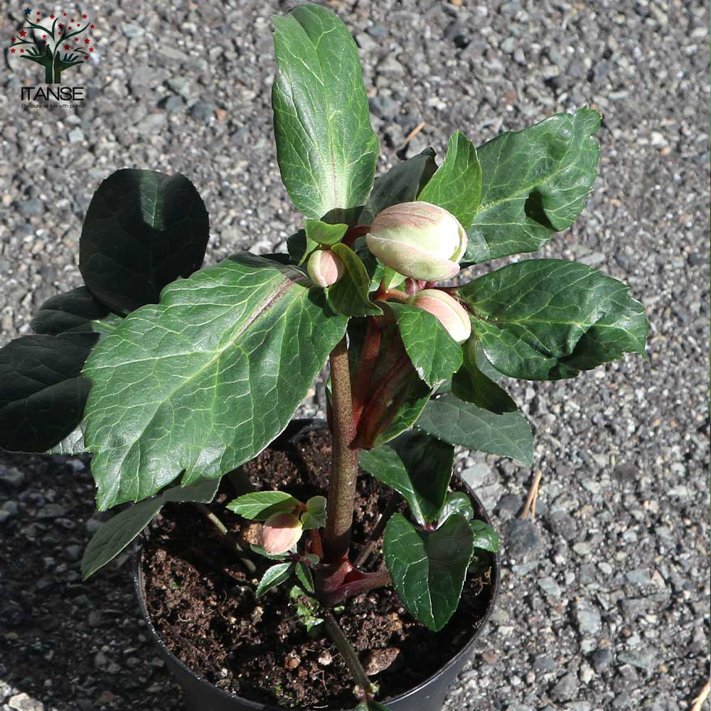 クリスマスローズ マーロン【花苗 4.5号／1個売り】｜ 【植物の