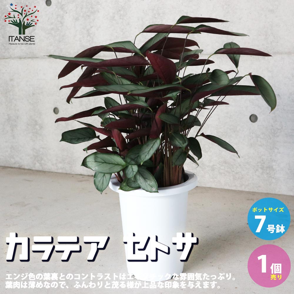 カラテア セトサ 【観葉植物 7号プラスチック鉢：リビングやオフィス