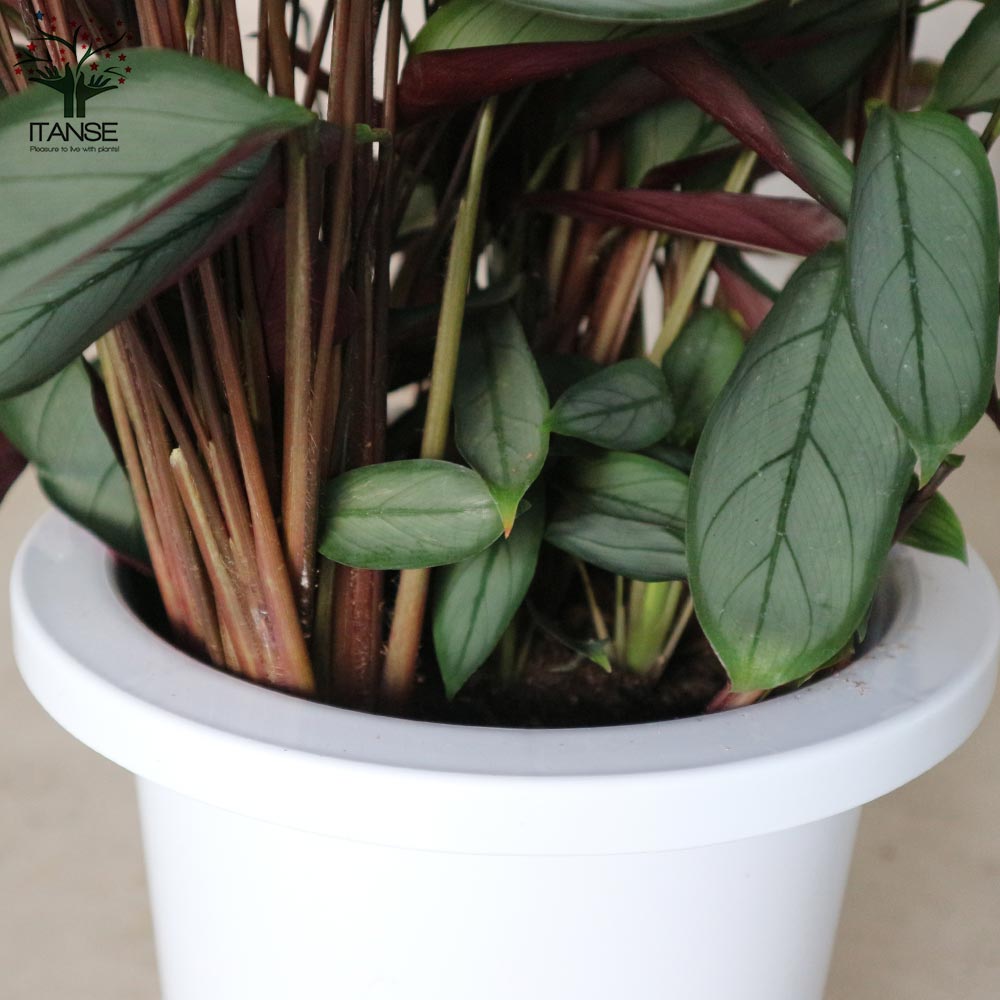 カラテア セトサ 【観葉植物 7号プラスチック鉢：リビングやオフィス
